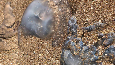 Фото - Нашествие огромных медуз на российском курорте испугало отдыхающих